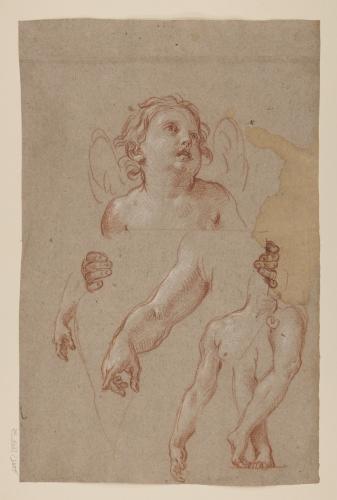 Estudio de ángel niño, brazo y piernas