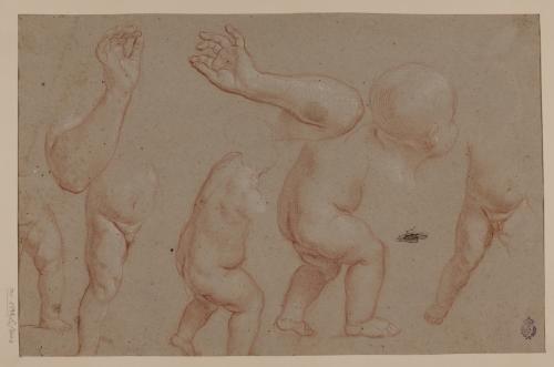 Estudio de cabeza, torsos, brazos y piernas infantiles