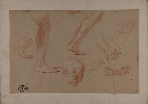 Estudio de torsos masculinos, cabeza infantil, brazos, piernas