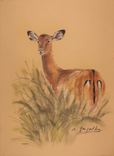 Impala, hembra