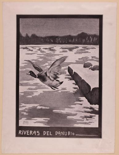 Pato sobre el río