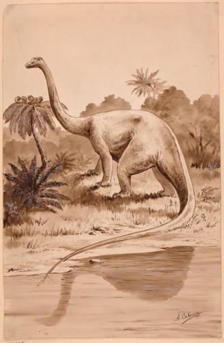 Diplodocus