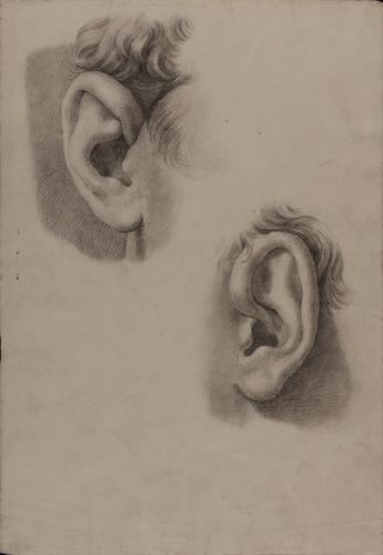 Estudio de oreja derecha y oreja izquierda