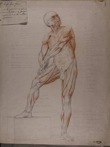 Estudio anatómico muscular de un modelo masculino con indicación de sus nombres
