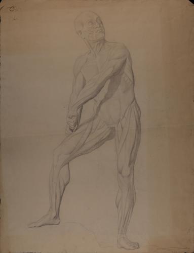 Estudio anatómico muscular de un modelo masculino