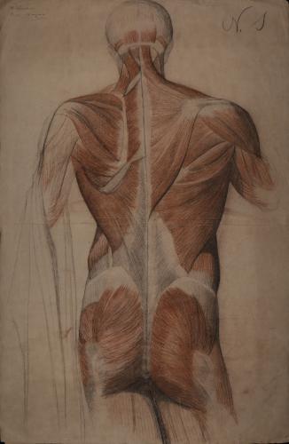 Estudio anatómico masculino muscular de la espalda