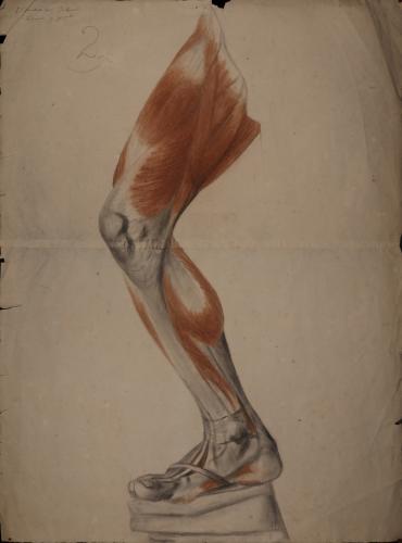 Estudio anatómico muscular de pierna derecha de perfil hacia la izquierda