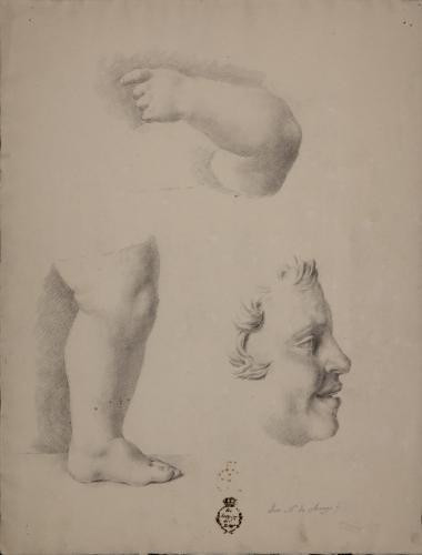 Estudio de pierna izquierda, brazo derecho y rostro de perfil hacia la izquierda infantiles