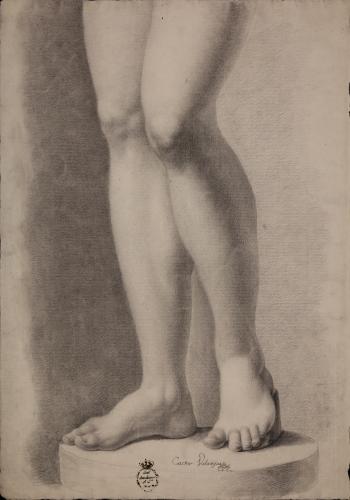 Estudio de la piernas de la Venus Medici