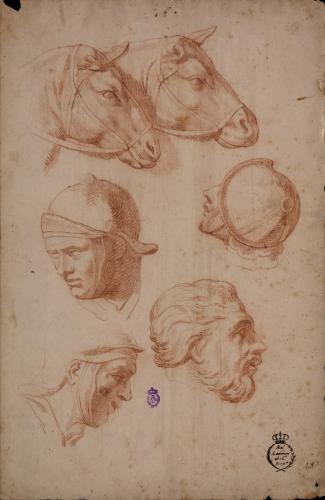 Estudio de cuatro cabezas masculinas, tres con casco romano y una barbada y dos cabezas de caballo