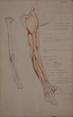 Estudio anatómico de huesos, músculos y tendones de brazo derecho