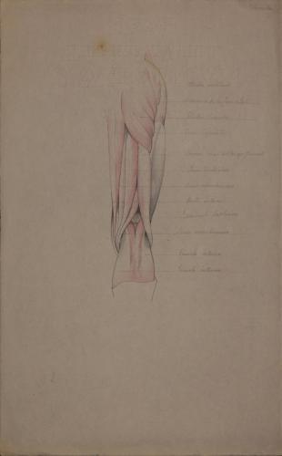 Estudio anatómico posterior de músculos de pierna derecha