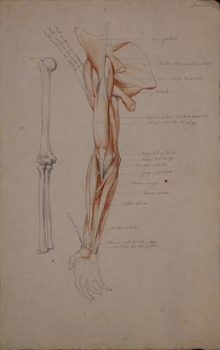 Estudio anatómico de los hueso y músculos de la cara interior de brazo derecho