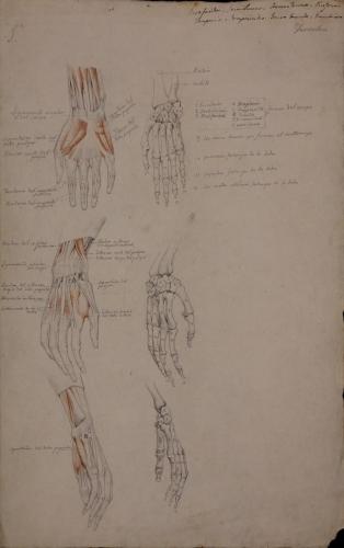 Estudio anatómico de huesos, músculos y tendones en tres vistas de mano derecha