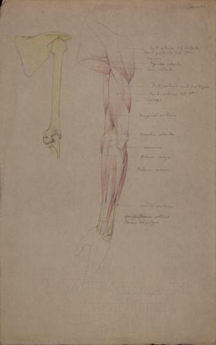 Estudio anatómico de huesos, músculos y tendones de brazo izquierdo