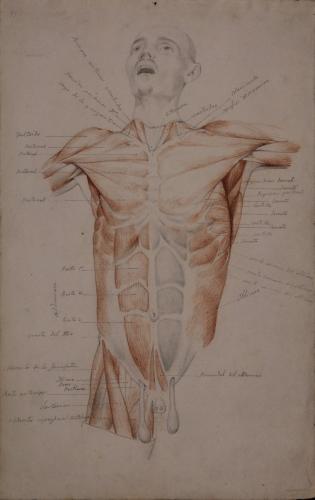 Estudio anatómico de los músculos del torso de frente