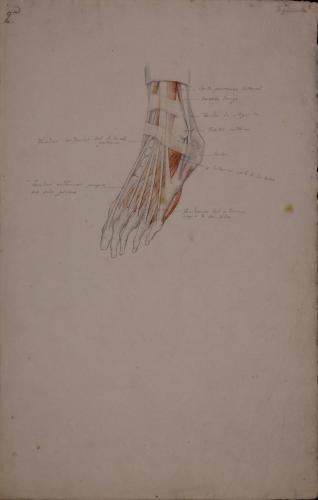 Estudio anatómico de músculos y tendones de pie izquierdo de tres cuartos