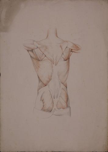 Estudio anatómico de músculos y tendones de la parte posterior de torso masculino