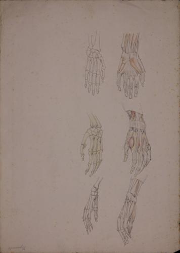 Estudio anatómico de los huesos y músculos y tendones de la mano izquierda desde tres puntos de vista
