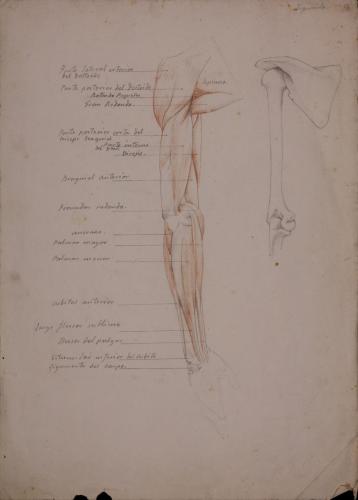 Estudio anatómico de los huesos, músculos y tendones de un brazo derecho