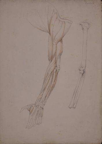 Estudio anatómico de huesos, músculos y tendones de brazo izquierdo, vista posterior