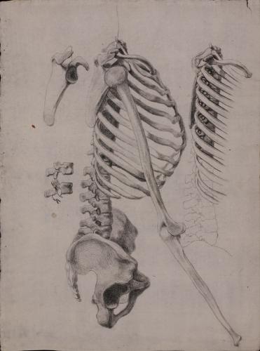Estudio de perfil de la zona abdominal del esqueleto, con detalles de la escápula, cervicales y columna