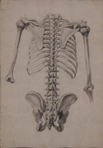 Estudio posterior de la zona abdominal y pelvíaca del esqueleto