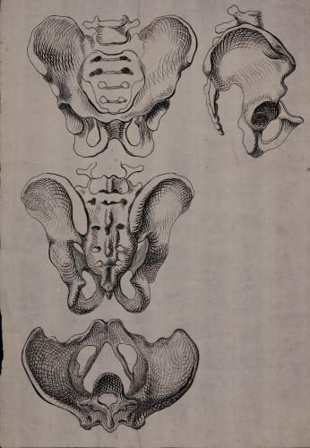 Estudio de la pelvis desde cuatro puntos de vista