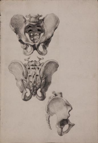 Estudio de la pelvis desde tres puntos de vista