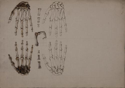 Estudio anterior y posterior de los huesos de la mano
