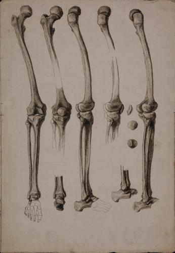 Estudio de los huesos de la pierna derecha desde distintos puntos de vista