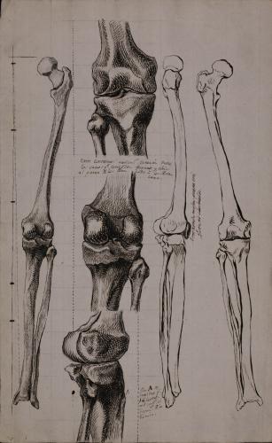 Estudio de los huesos de la pierna, con detalle de la unión del fémur con la tibia y peroné