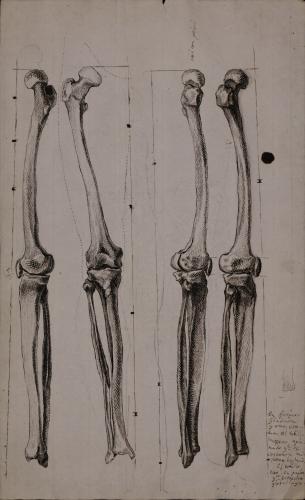 Estudio de fémur y tibia y peroné desde distintos puntos de vista