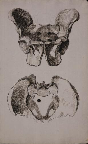 Estudio de la pelvis de desde dos puntos de vista