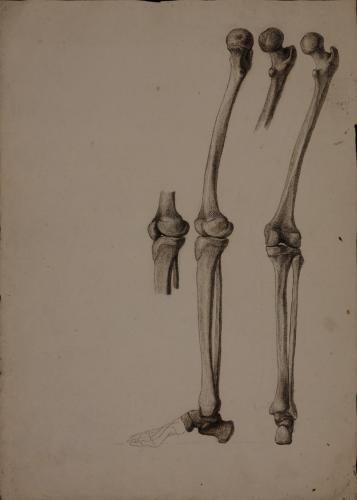 Estudio de los huesos de la pierna