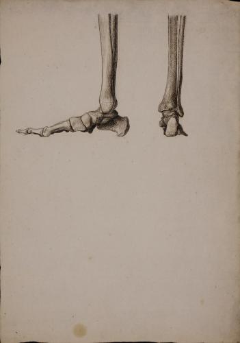 Estudio lateral y posterior de los huesos del pie derecho