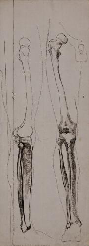 Estudio lateral y frontal de los huesos de las piernas