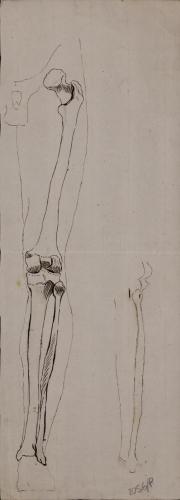 Estudio de los huesos de la pierna