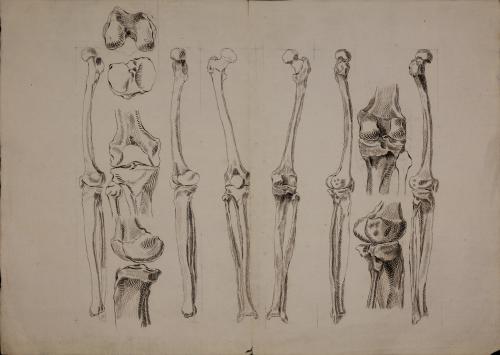 Estudio de los huesos de la pierna desde distintos puntos de vista, y detalle de la rodilla