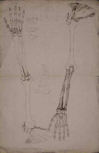 Estudio completo de los huesos de brazo izquierdo y derecho y unión con la escápula