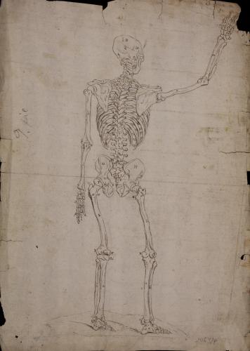Estudio de esqueleto de espaldas con el brazo derecho levantado