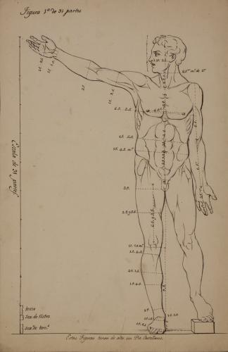 Estudio de proporción de figura masculina de frente