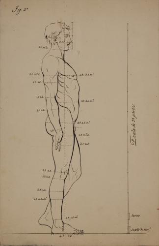 Estudio de proporción de figura masculina de perfil