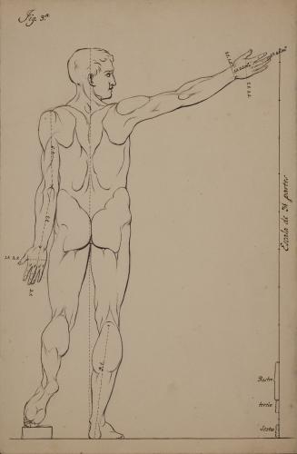 Estudio de proporción de figura masculina de espaldas