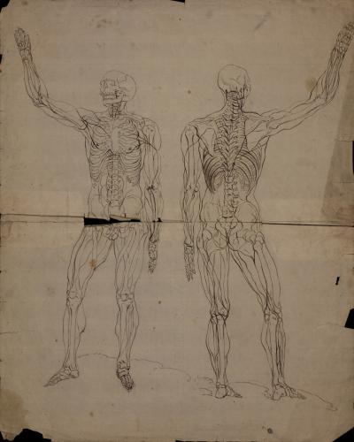 Estudio osteológico masculino de frente y de espaldas