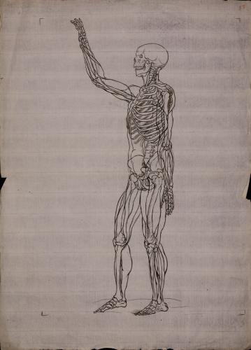 Estudio anatómico de esqueleto de figura masculina de perfil hacia la izquierda