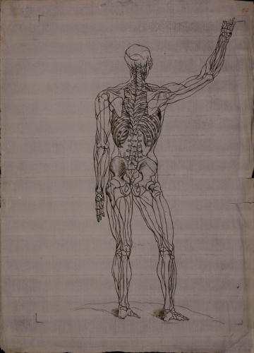 Estudio anatómico posterior de esqueleto de figura masculina