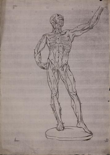 Estudio anatómico anterior de musculatura de figura masculina
