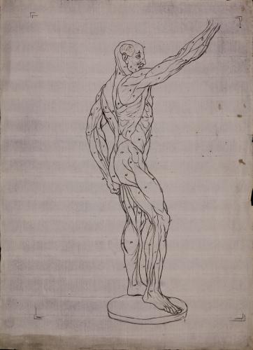 Estudio anatómico lateral de musculatura de figura masculina hacia la derecha