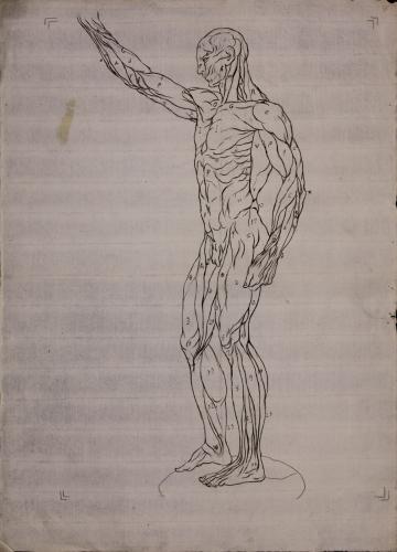 Estudio anatómico lateral de musculatura de figura masculina hacia la izquierda